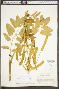 Sanguisorba canadensis image