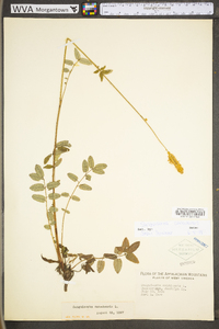 Sanguisorba canadensis image