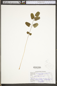 Sanguisorba canadensis image