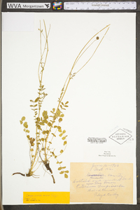 Sanguisorba canadensis image