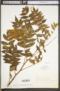 Sorbaria sorbifolia image