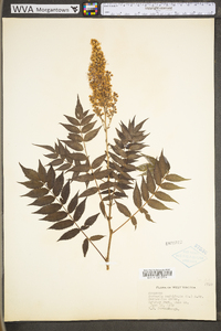 Sorbaria sorbifolia image