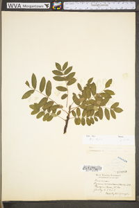 Sorbus aucuparia image