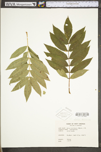 Sorbus americana image