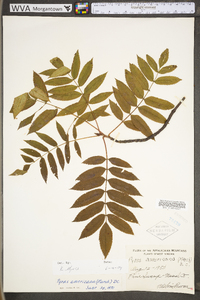 Sorbus americana image