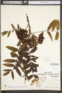 Sorbus americana image