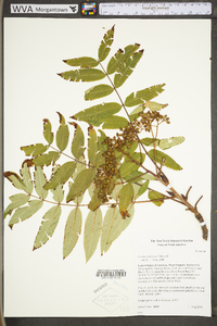 Sorbus americana image