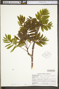 Sorbus americana image