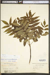 Sorbus americana image