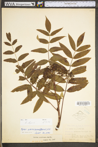 Sorbus americana image