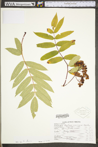 Sorbus americana image