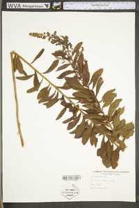 Spiraea alba image