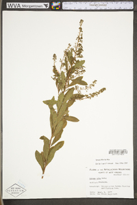 Spiraea alba image