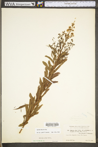 Spiraea alba image