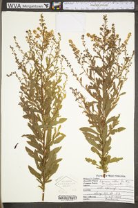 Spiraea alba image