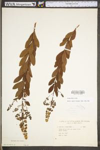 Spiraea alba image