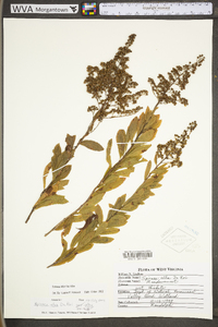 Spiraea alba image