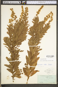 Spiraea alba image