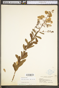 Spiraea alba image