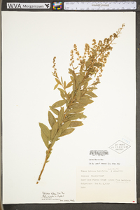 Spiraea alba image