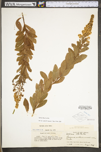 Spiraea alba image