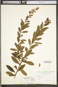 Spiraea alba image