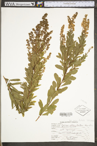 Spiraea alba image