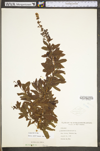 Spiraea alba image