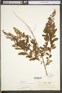 Spiraea alba image