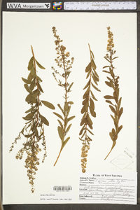 Spiraea alba image