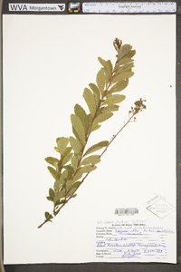 Spiraea alba image