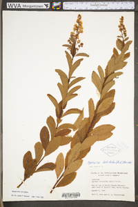 Spiraea alba image