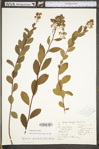 Spiraea alba image