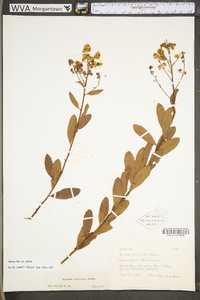 Spiraea alba var. latifolia image