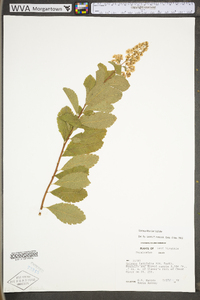 Spiraea alba var. latifolia image