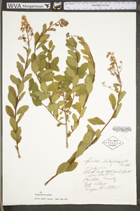 Spiraea alba image