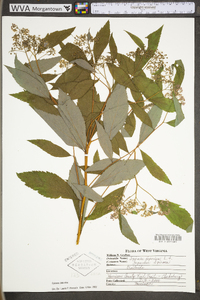 Spiraea japonica var. fortunei image