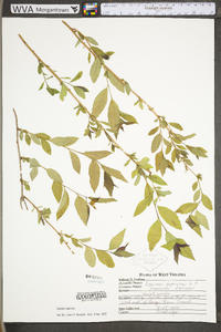 Spiraea japonica image