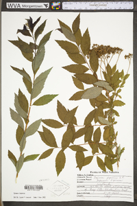 Spiraea japonica image