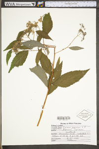 Spiraea japonica image