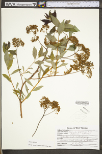 Spiraea japonica var. fortunei image