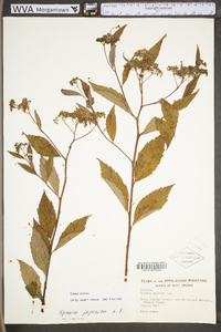 Spiraea tomentosa image