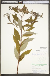 Spiraea tomentosa image