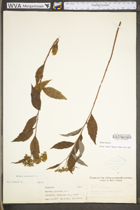 Spiraea tomentosa image