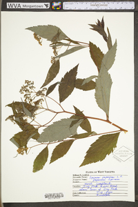 Spiraea japonica image