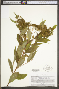 Spiraea japonica var. fortunei image