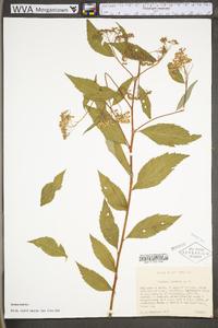 Spiraea japonica image