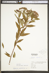 Spiraea tomentosa image