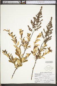 Spiraea tomentosa image