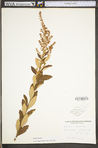 Spiraea tomentosa image